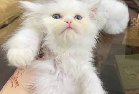 Female  kitten available for sale