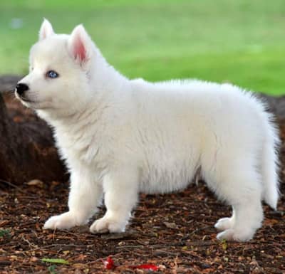 husky puppies 03255580193