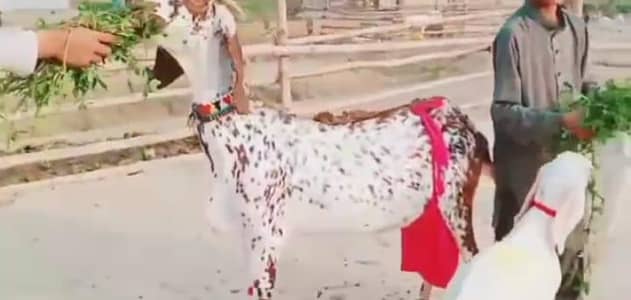 desi betal bakri 3 bacchon wali