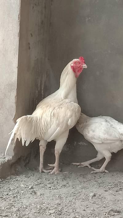 White Heera breeder. pair looking for new shelter.