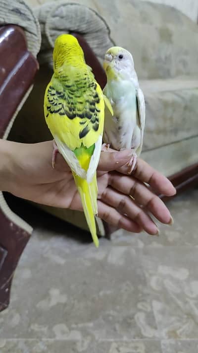 Hand Tamed Budgies proper fully Tamed Bite free