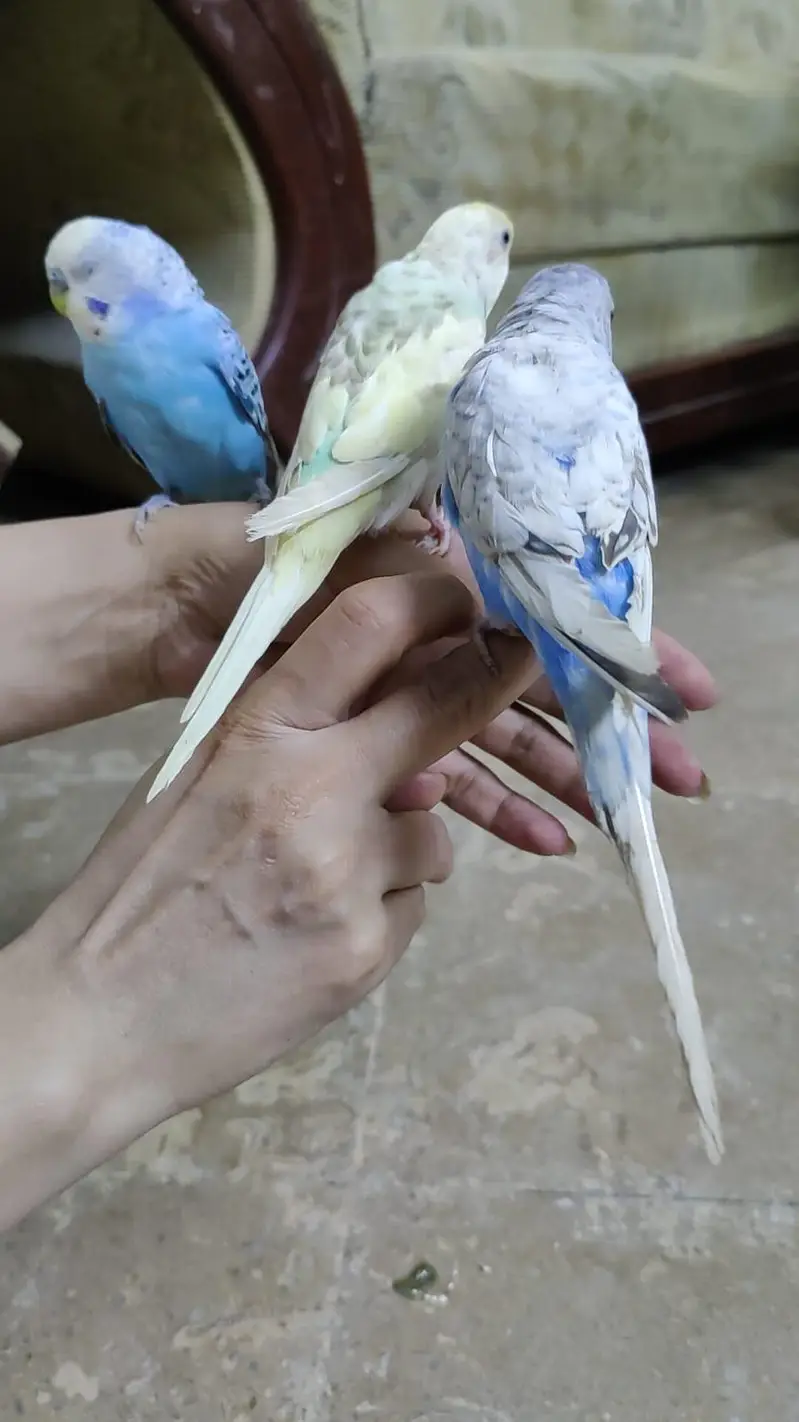 Hand Tamed Budgies proper fully Tamed Bite free — photo 4
