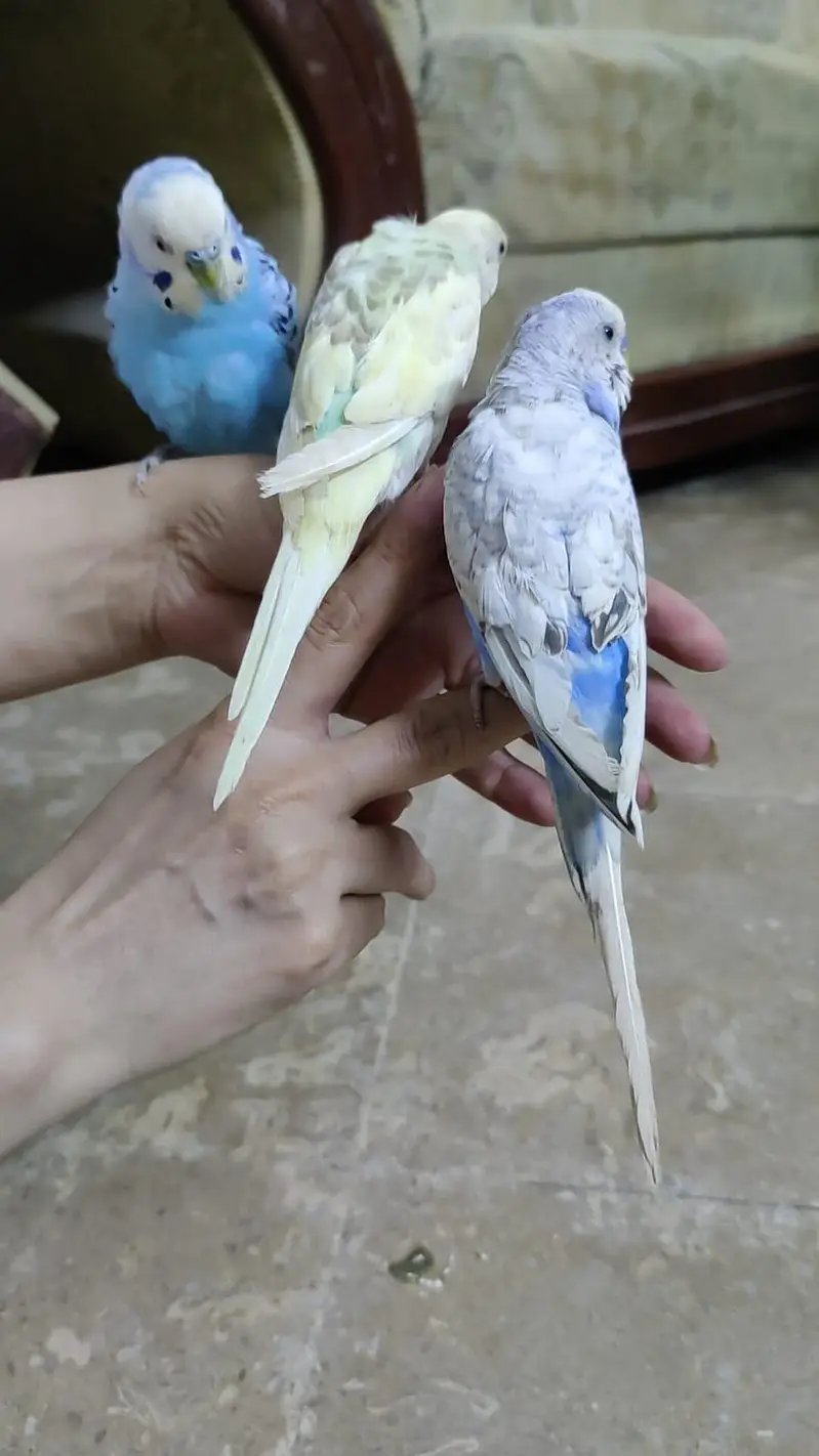 Hand Tamed Budgies proper fully Tamed Bite free — photo 5