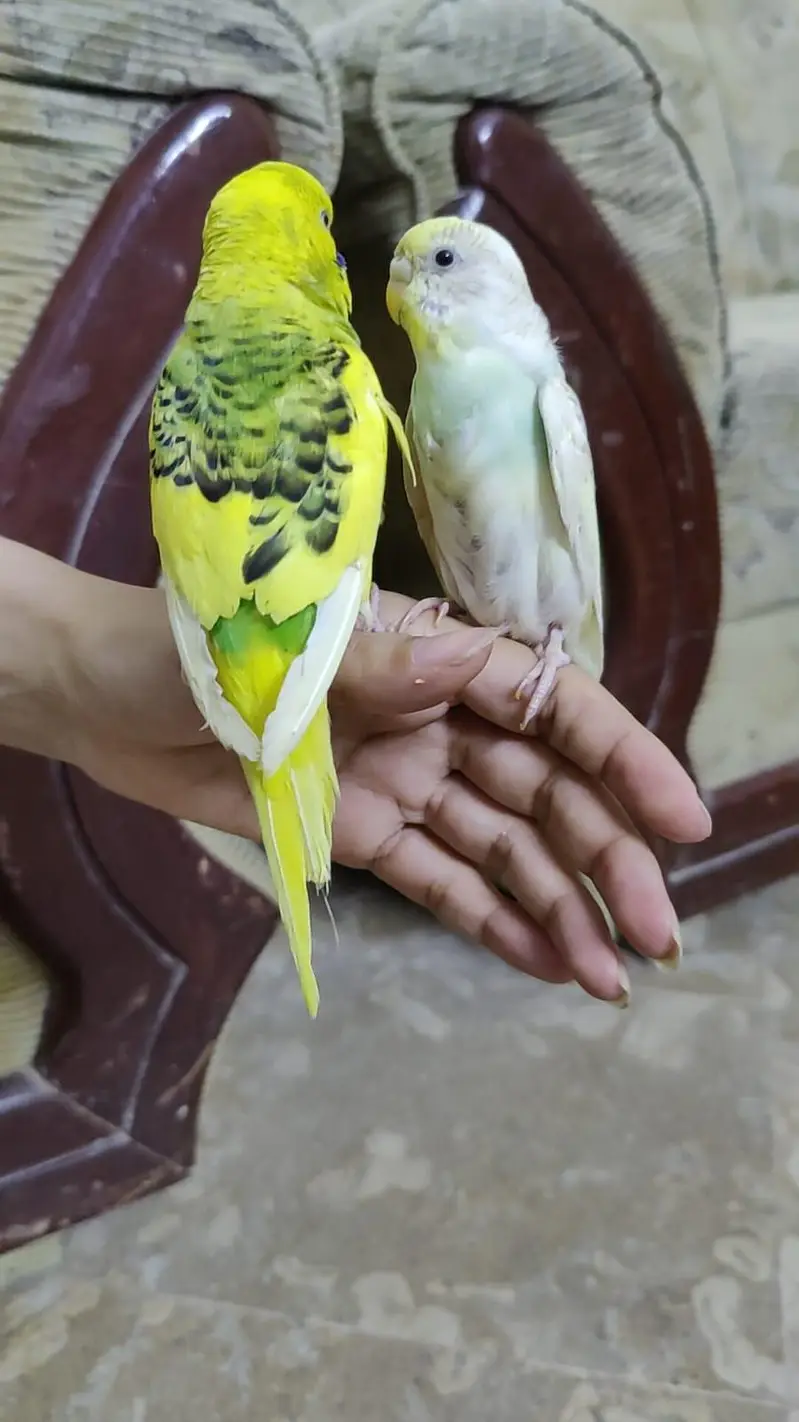 Hand Tamed Budgies proper fully Tamed Bite free — photo 6
