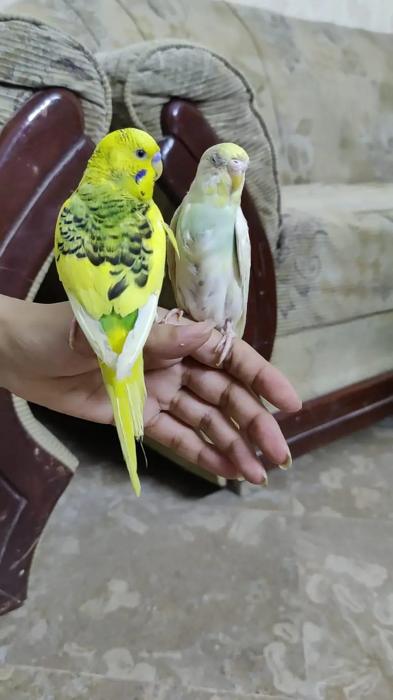 Hand Tamed Budgies proper fully Tamed Bite free — photo 7