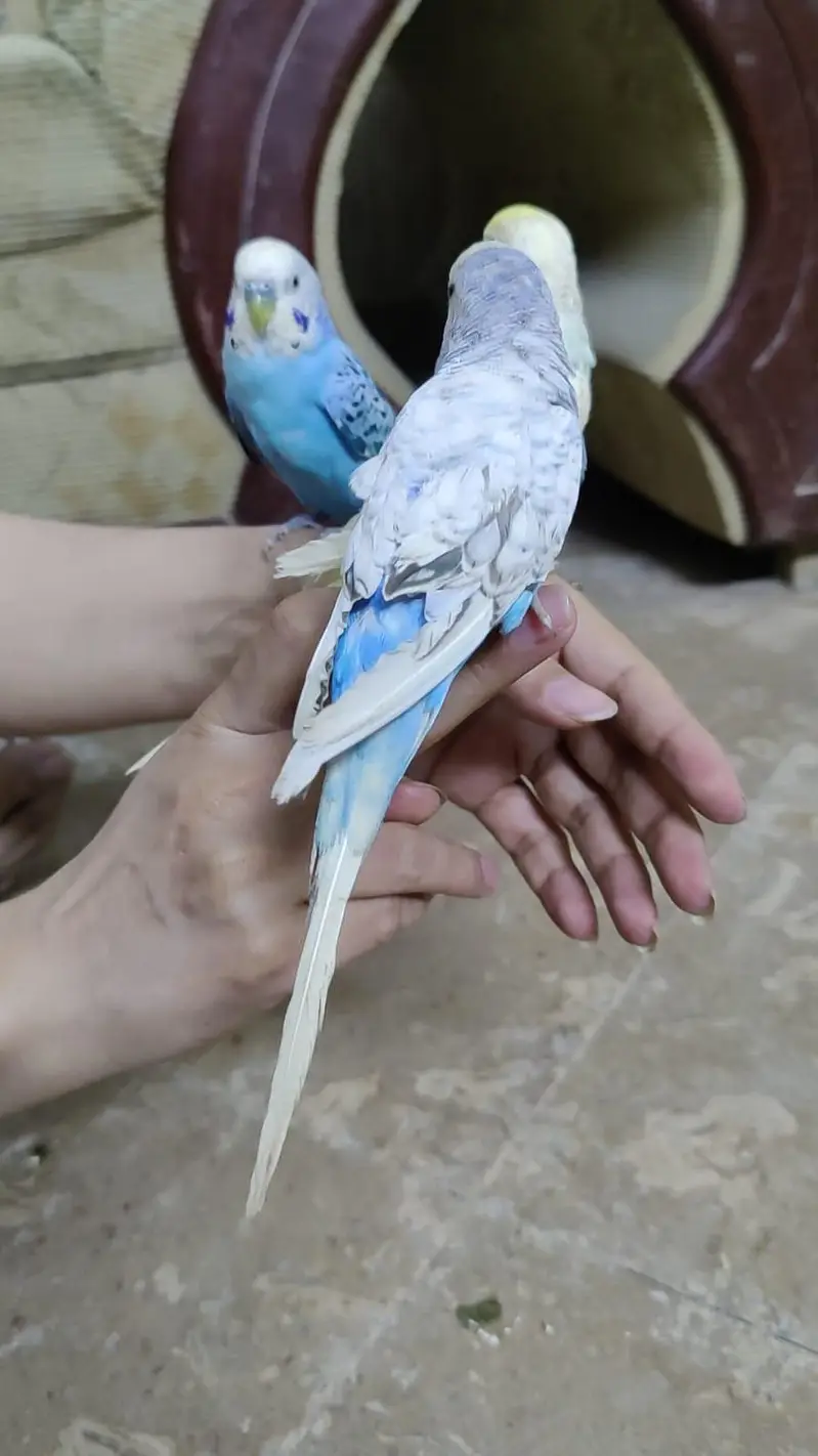 Hand Tamed Budgies proper fully Tamed Bite free — photo 8