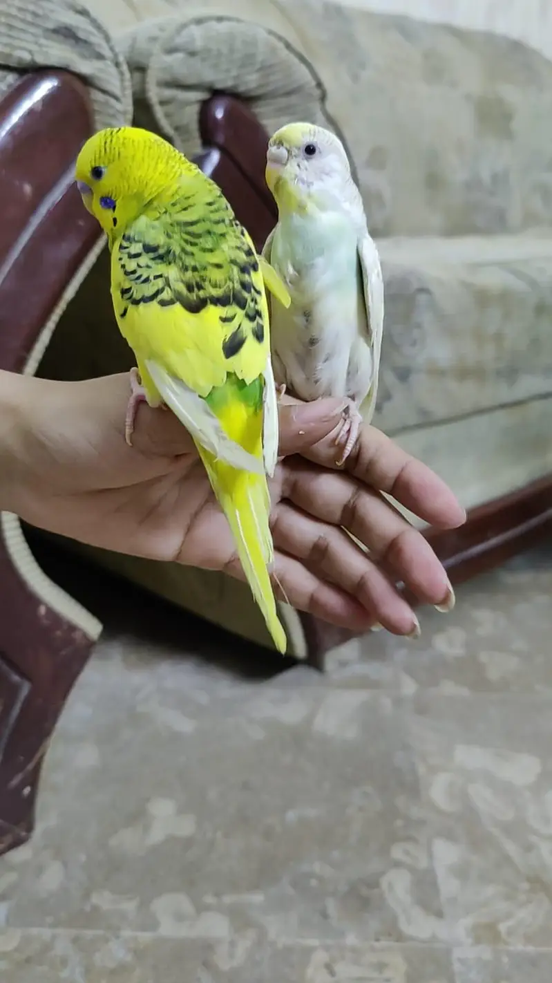 Hand Tamed Budgies proper fully Tamed Bite free — photo 9