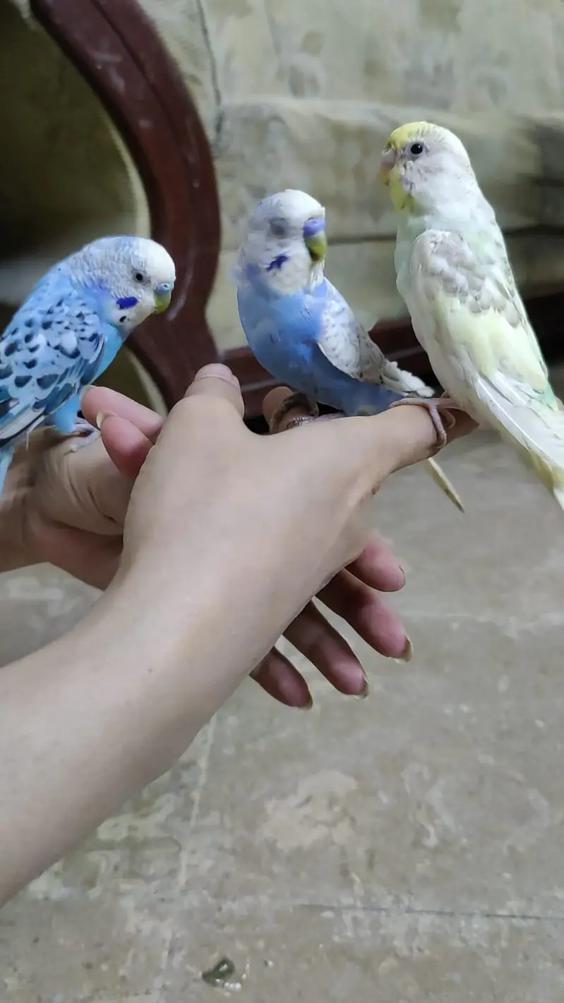 Hand Tamed Budgies proper fully Tamed Bite free — photo 10