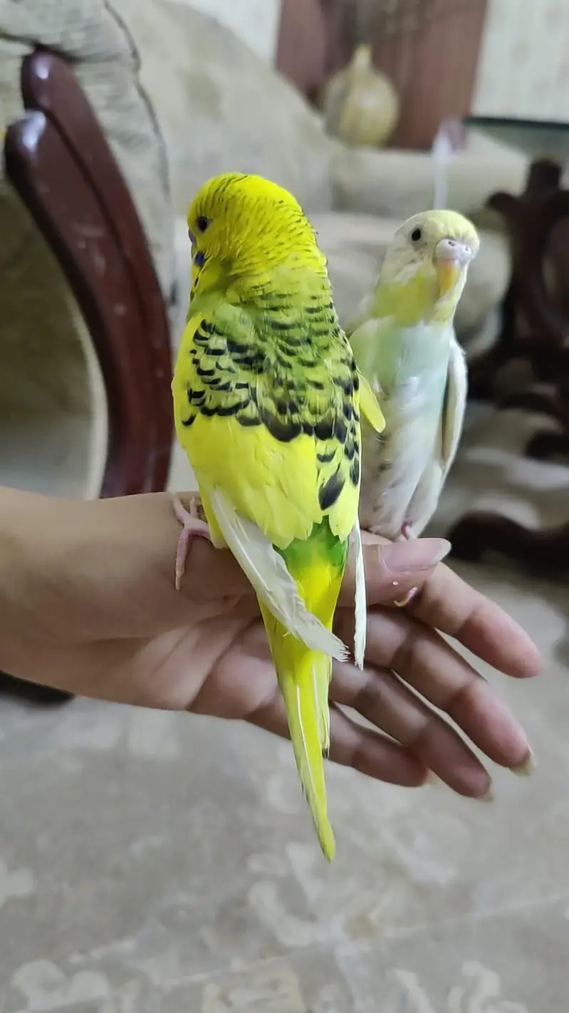 Hand Tamed Budgies proper fully Tamed Bite free — photo 11