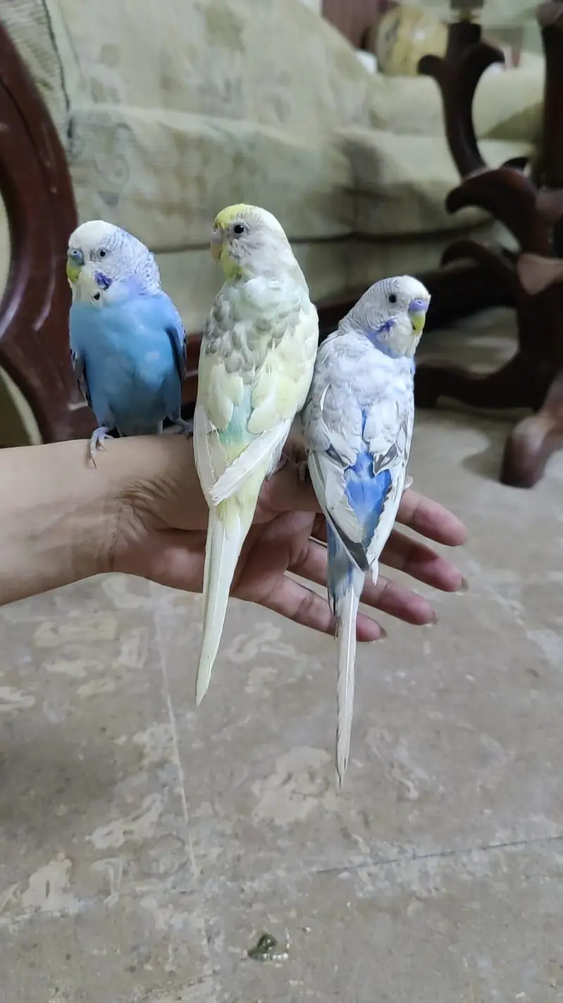 Hand Tamed Budgies proper fully Tamed Bite free — photo 12
