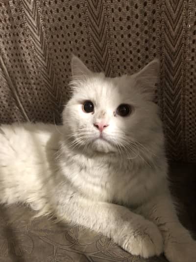 Healthy Male Cat for Sale!