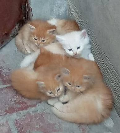 Persian kittens