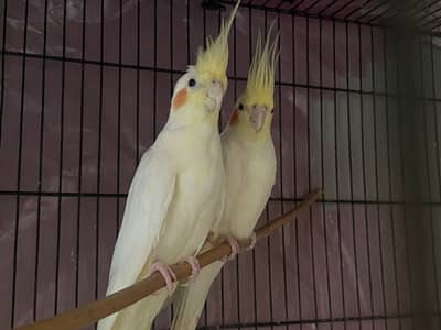 Common cocktail pair