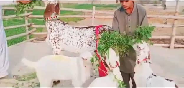 desi betal bakri for sale hai 3 bacchon wali urgent for sale