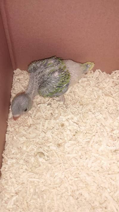 very beautiful parrot baby