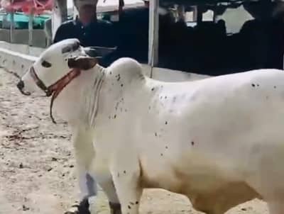 Healthy n active bachra available for sale best for qurbani