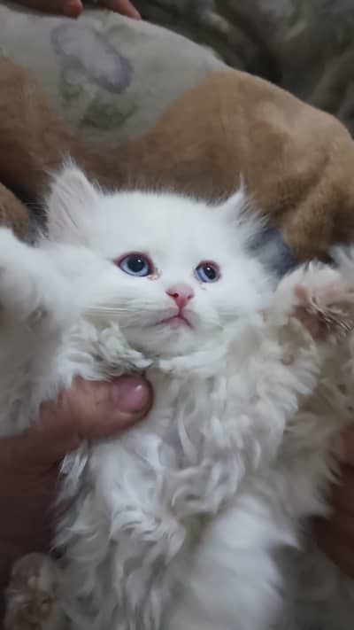 White Triple coat Persian cat