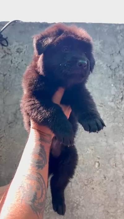 black shepherd male puppy available for sale