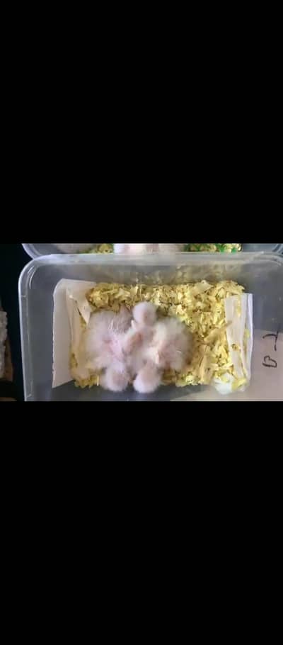 All types of birds chick tamed available