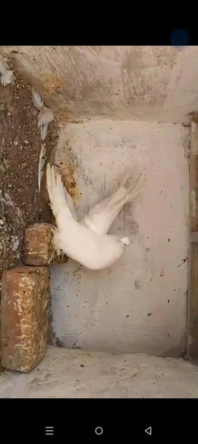 American fantail some piece