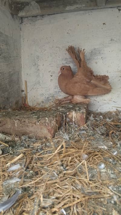 American fantail some piece