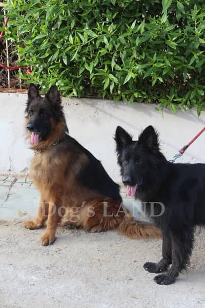 GSD Top Quality German Shepard Long Coat Confirm Stud Male Show Class