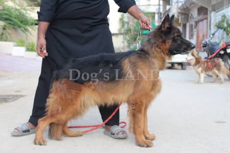 GSD Top Quality German Shepard Long Coat Confirm Stud Male Show Class
