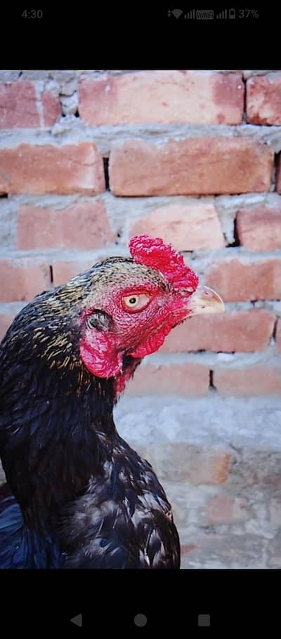 Pakistani java mainwali aseel chicks|Quality chicks and eggs|For sale|