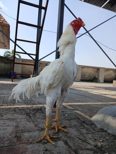 SHAMO | WHITE SHAMO | KING SIZE SHAMO | GERMAN SHAMO