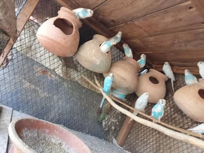 mashallah se Ghar k pair h big size mai breeding krte hue full active