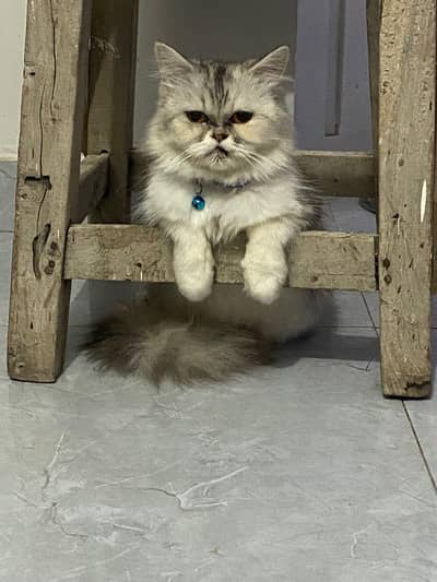 semi punch female for sale