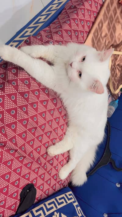 Male cat available for meeting