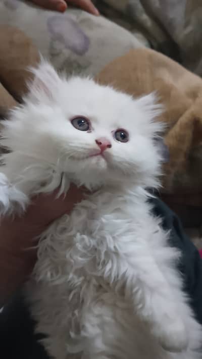 White Triple coat Persian cat