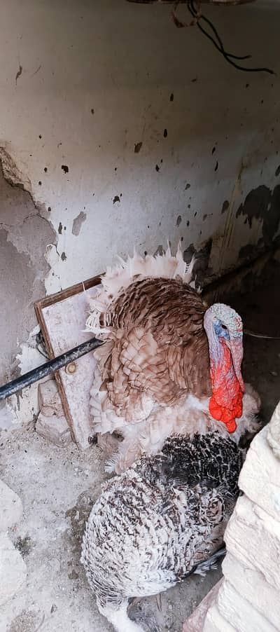 turkey birds bleeder pair brown 03351431214