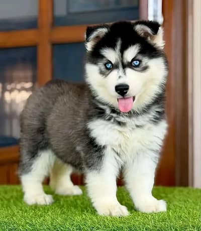 Siberian Husky dog only WhatsApp number 03468556940