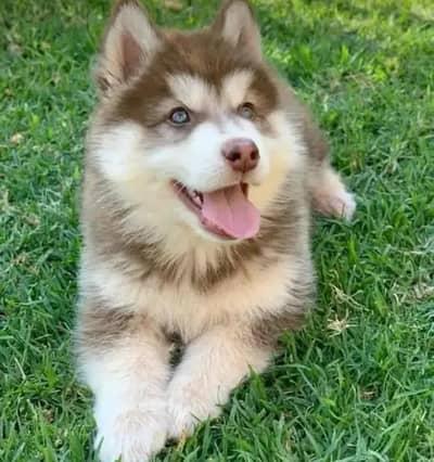 Siberian Husky dog only WhatsAppnumber 03468556940