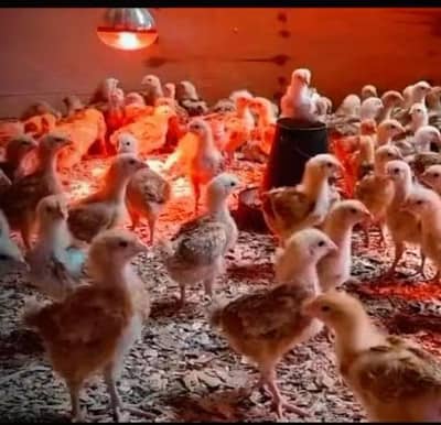 20 days old chick  golden mesri