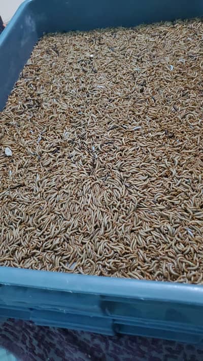 Fresh Mealworms, Pupae and Beetles