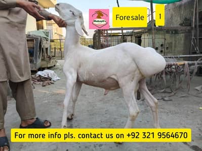 Turki Dumbay or Dasi Bakray For Sale