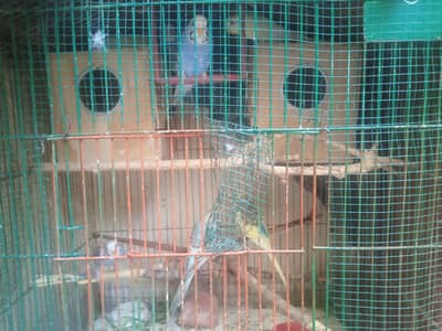 Mix buggies adult and Young (Pa that)