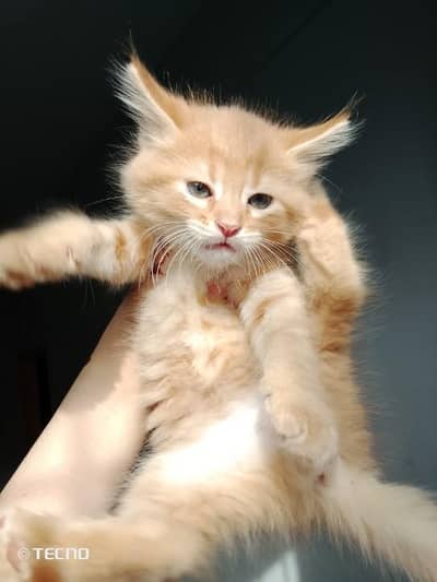 Persian male kitten available for sale