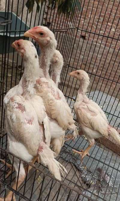 White Shamo 2 male 2 female