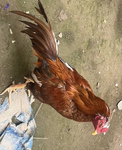 Aseal Murga  Rawalpindi