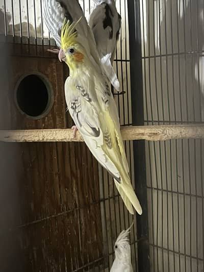 Cocktail/Eno Red eye/V Pied/Spoted/Eno Pied Breeder with egg Cockatiel