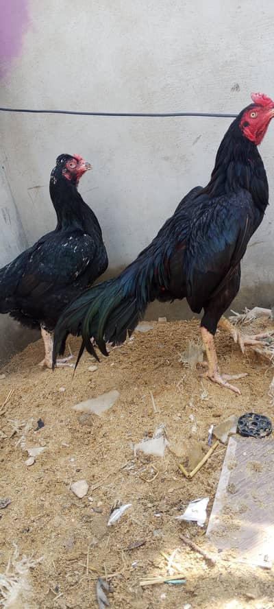 black mushka pair for sale bhut achi chez hai