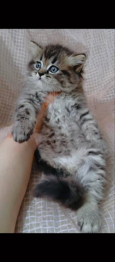 pure Persian trained good quality tabby kittens are available for sale