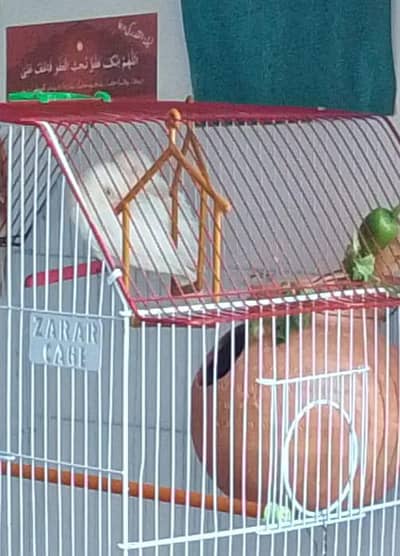 White red eyes pair for sell - Healthy breeding pair