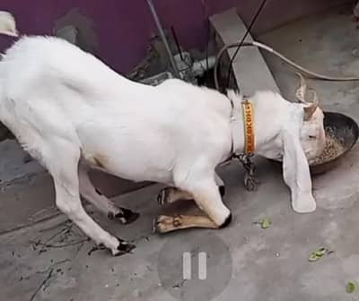 gulabi barka paka khira hai bhut jaldi 2 dant ho jay ga