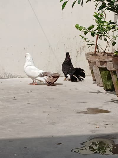 Lakkay White male Black Female