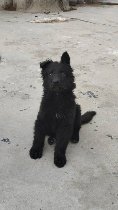 Top Quality pair available black shepherd puppies 03181084950